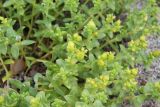 Honckenya peploides ssp. diffusa