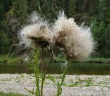 Cirsium vulgare. Верхушки плодоносящих побегов. Башкортостан, Гафурийский р-н, окр. дер. Толпарово, долина р. Зилим, зарастающий луговой растительностью прибрежный галечник. 2 сентября 2020 г.