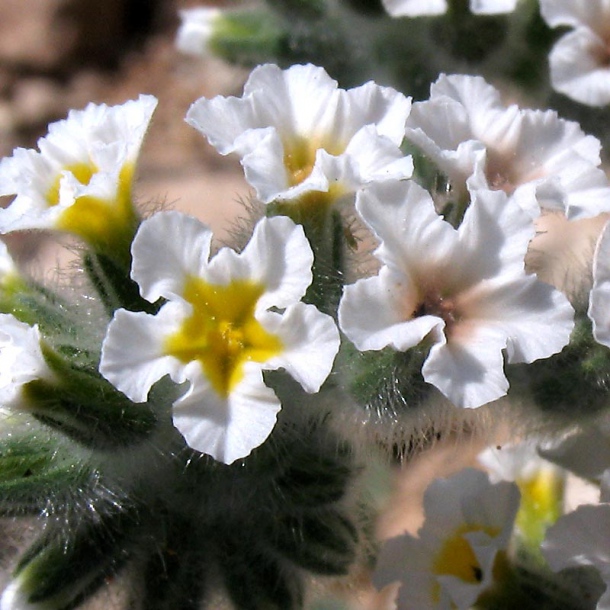 Image of Heliotropium hirsutissimum specimen.