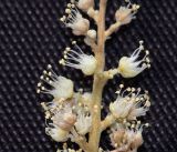 Sapindus saponaria