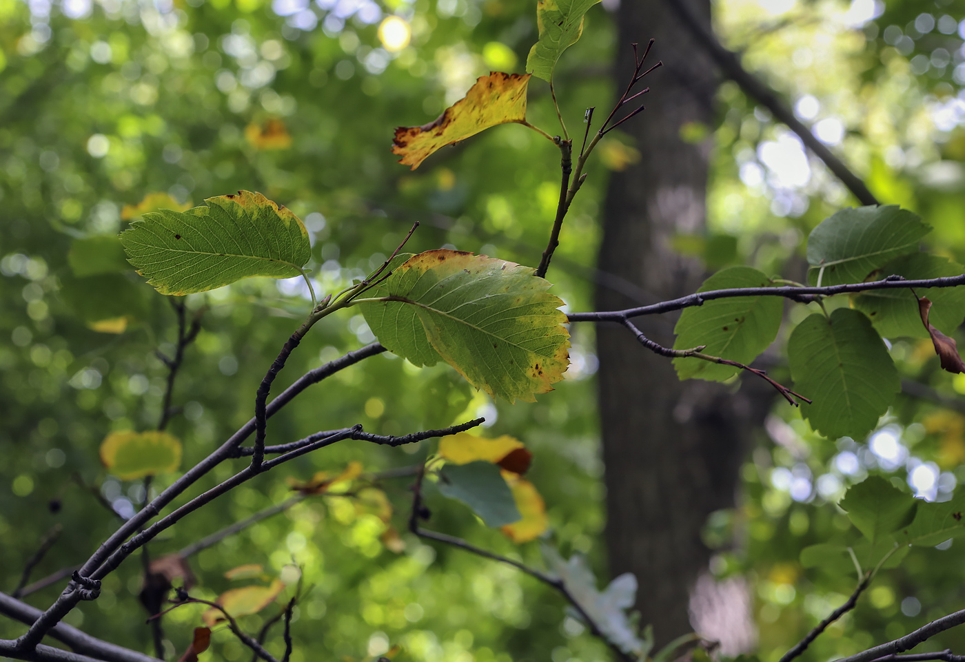 Image of Amelanchier utahensis specimen.