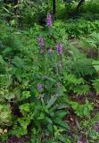 Betonica officinalis