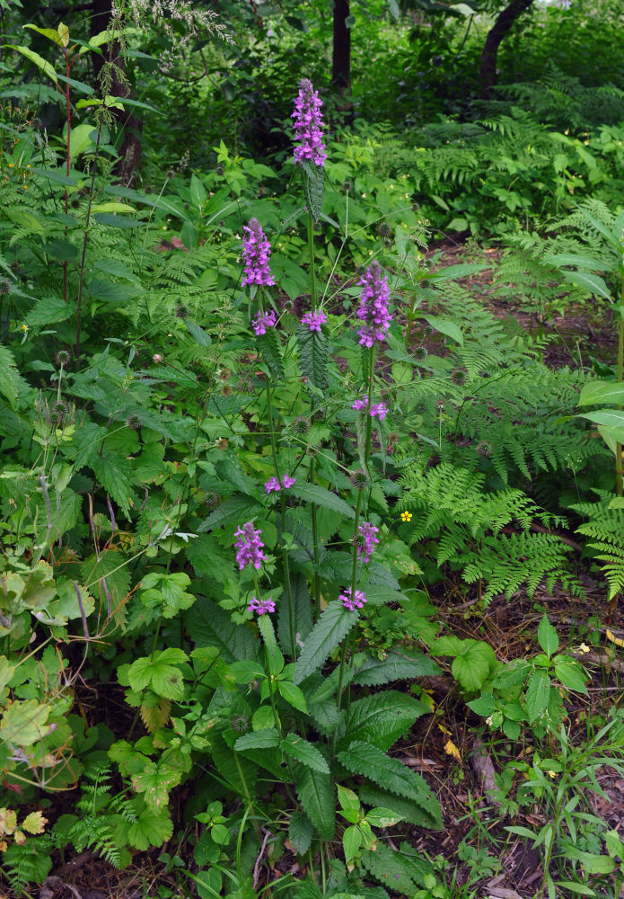 Изображение особи Betonica officinalis.