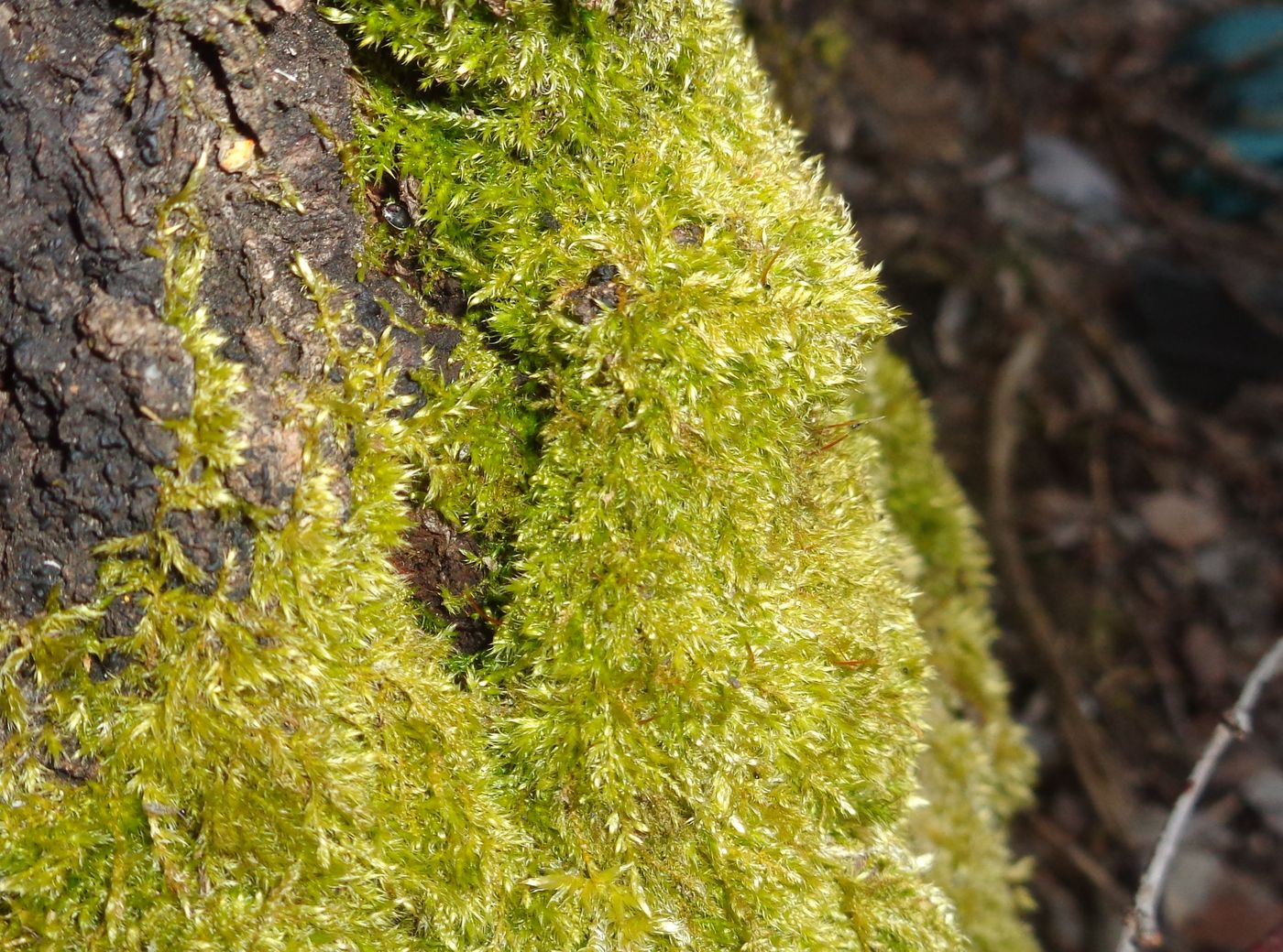 Image of familia Brachytheciaceae specimen.