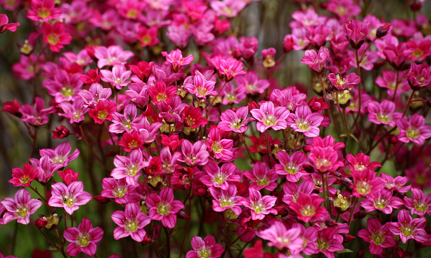 Изображение особи Saxifraga &times; arendsii.