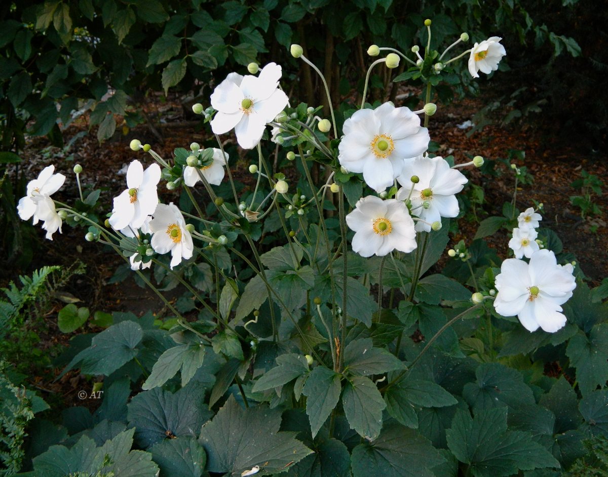 Image of Anemone hupehensis specimen.