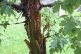 Acer griseum