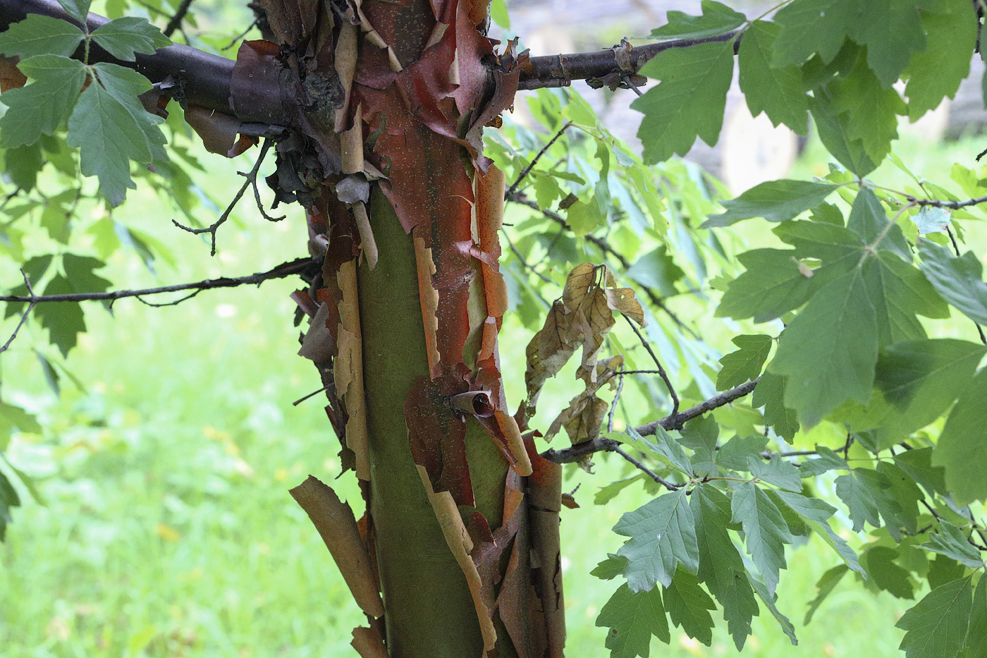 Image of Acer griseum specimen.