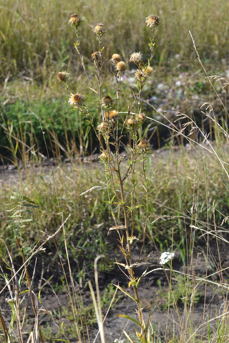 Изображение особи Carlina biebersteinii.