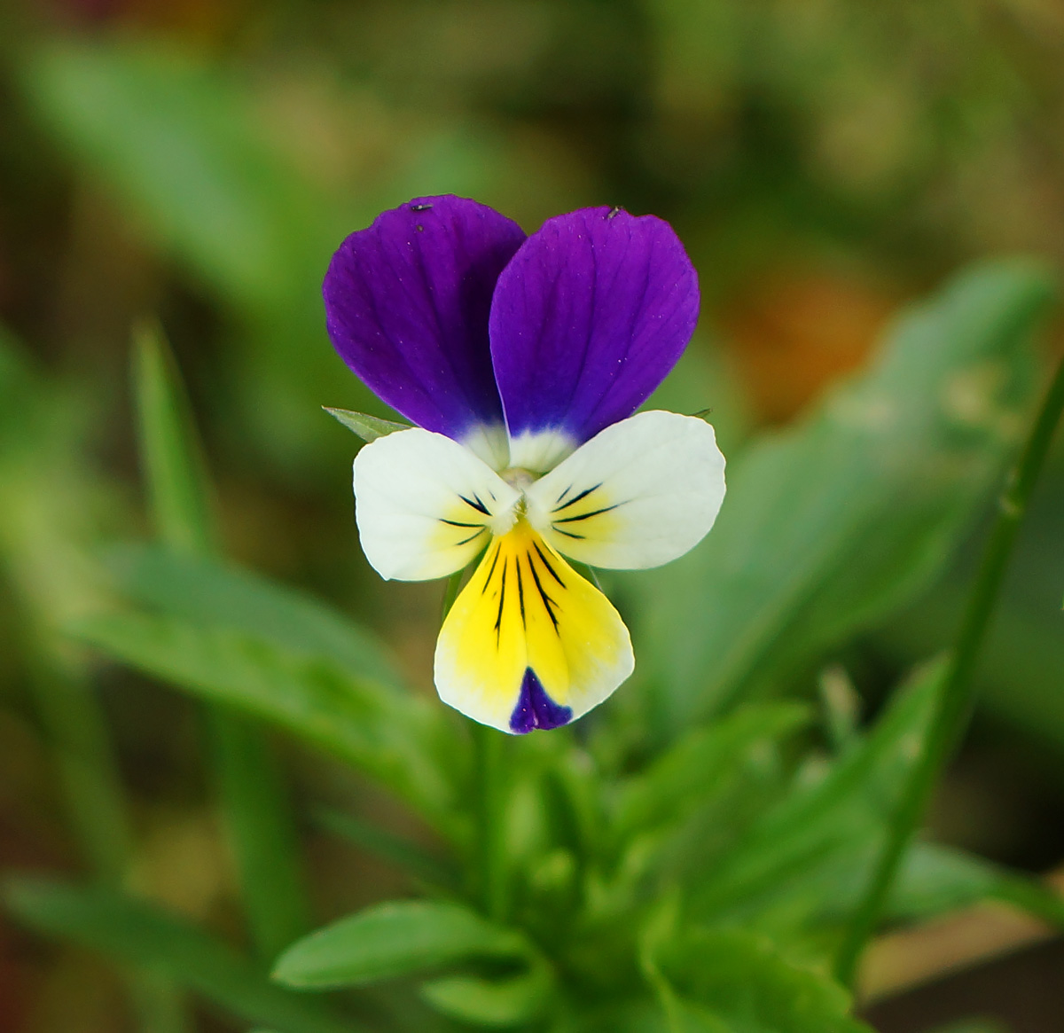 Image of Viola wittrockiana specimen.