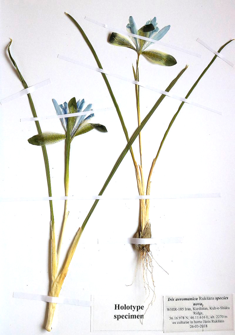 Image of Iris avromanica specimen.