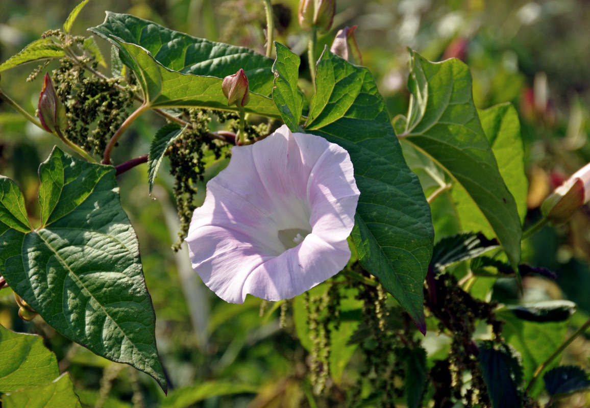 Image of Calystegia spectabilis specimen.