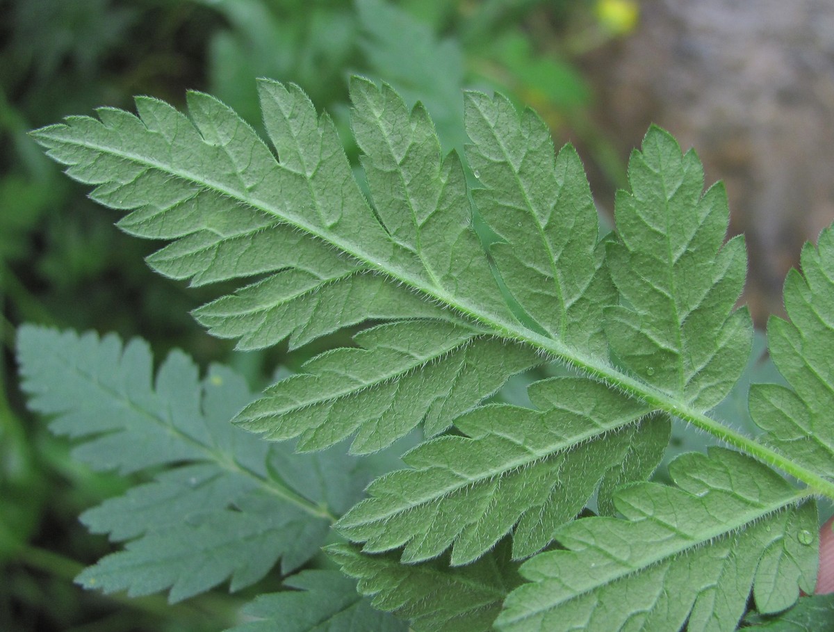 Image of Chaerophyllum aureum specimen.