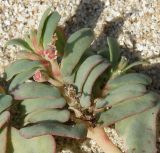 Euphorbia peplis. Цветущий побег. Краснодарский край, берег Ясенского залива у Ханского озера. 27.09.2010.