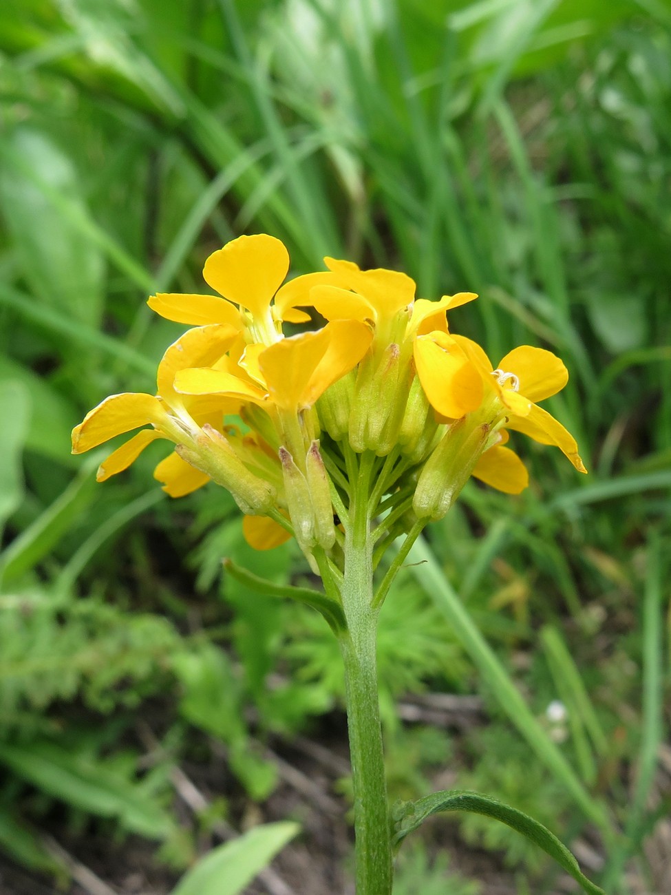 Изображение особи Erysimum alaicum.