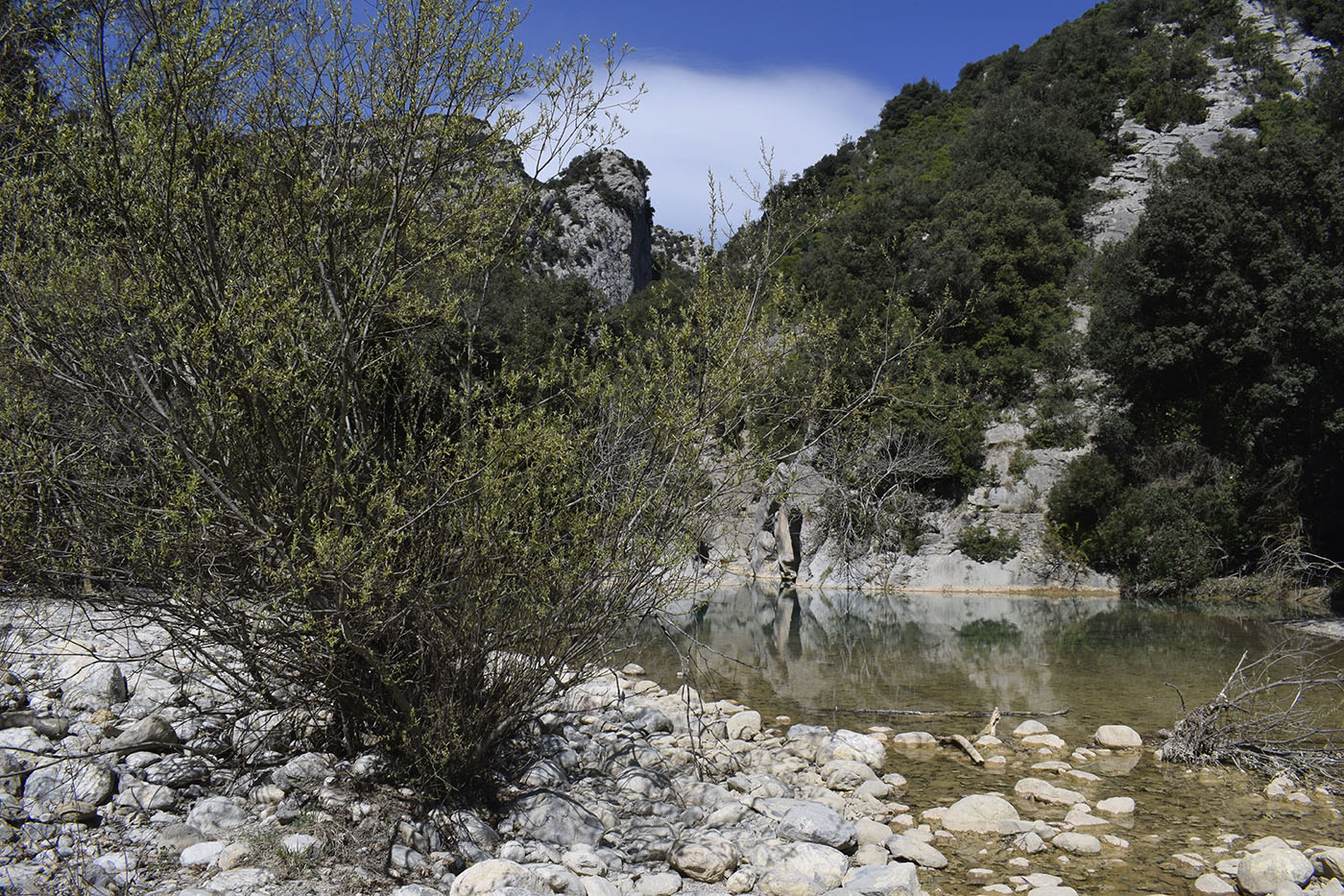 Image of Salix eleagnos specimen.