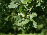 Quercus robur. Ветвь с незрелыми плодами. Санкт-Петербург, Старый Петергоф, парк \"Сергиевка\", луг через дорогу от административного корпуса. 01.08.2020.