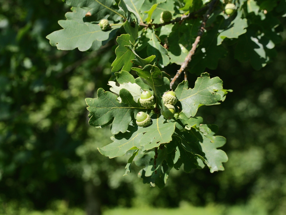 Image of Quercus robur specimen.