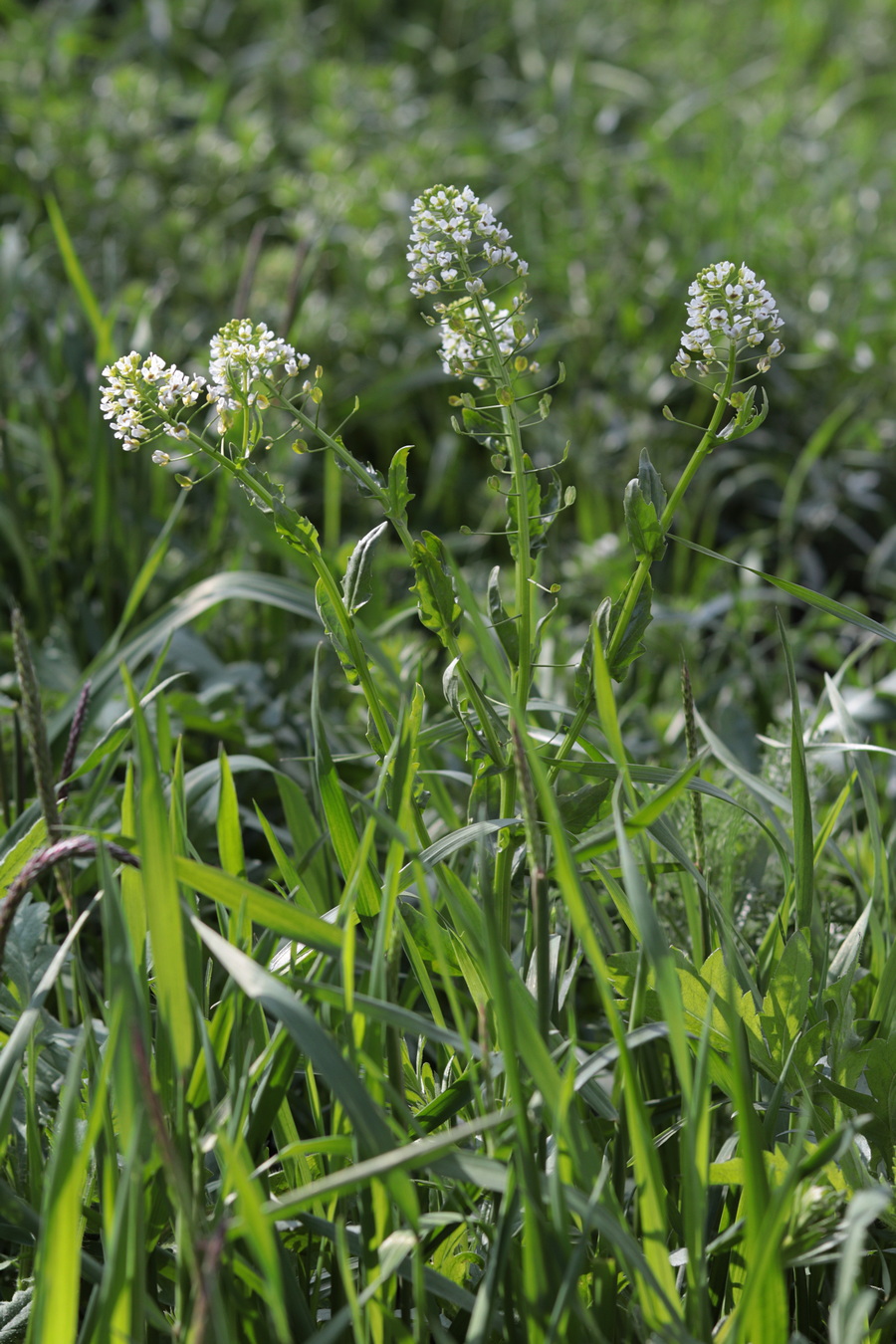 Image of Thlaspi arvense specimen.