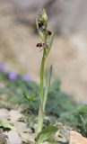 Ophrys × aghemanii. Цветущее растение (гибрид Ophrys mammosa subsp. caucasica Woronow ex Grossh. × Ophrys oestrifera M. Bieb.). Краснодарский край, м/о город-курорт Анапа, окр. с. Большой Утриш, можжевеловый лес. 3 мая 2021 г.