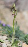 Ophrys × aghemanii