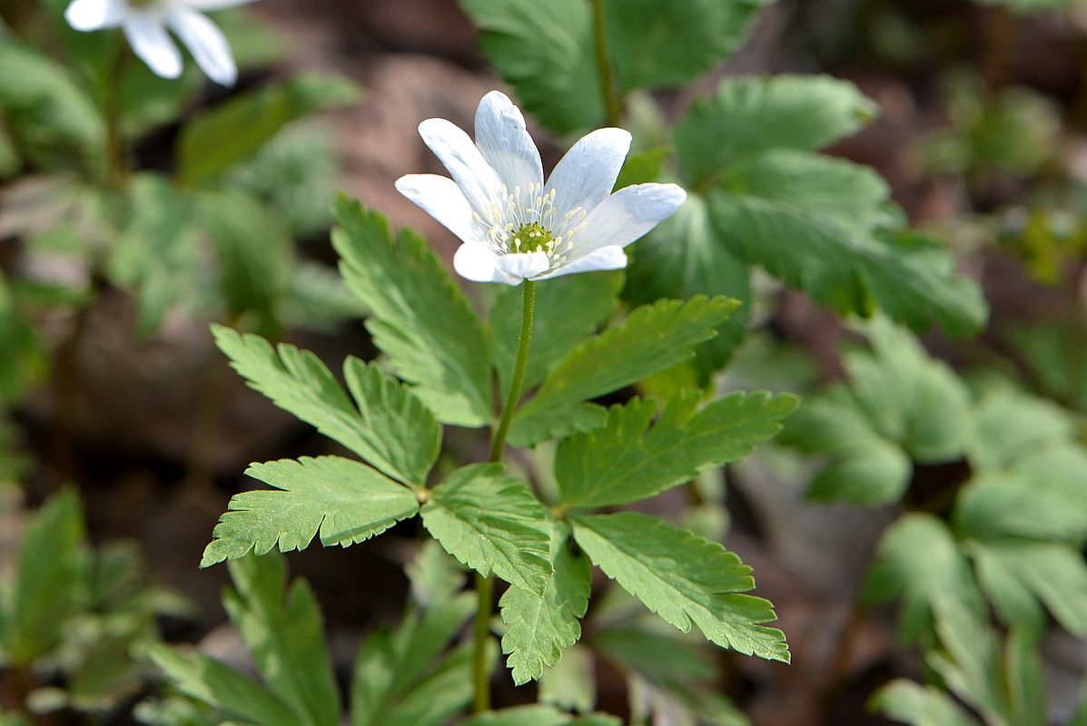 Image of Anemone altaica specimen.