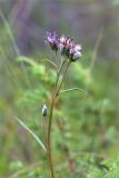 Saussurea alpina. Верхушка цветущего растения. Мурманская обл., Кандалакшский р-н, Княжегубское вдхр., берег оз. Нотозеро, опушка хвойного леса. 22.07.2020.