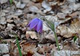 Pulsatilla patens. Цветущее растение. Самарская обл., Ставропольский р-н, окр. с. Жигули, залив Жигулёвская Труба, опушка широколиственного леса. 03.05.2021.