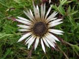 Carlina acaulis