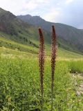 Eremurus regelii