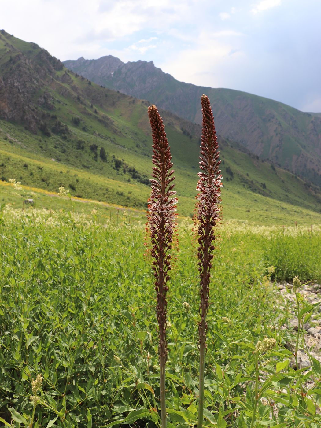 Image of Eremurus regelii specimen.