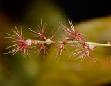 Acalypha wilkesiana. Пестичное соцветие. Израиль, Шарон, г. Герцлия. 13.11.2016.