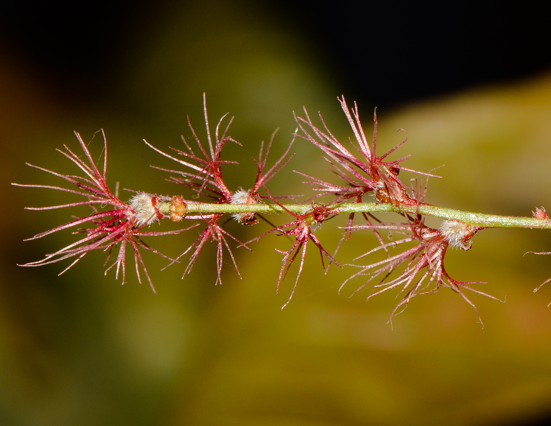 Image of Acalypha wilkesiana specimen.