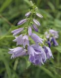 Campanula bononiensis. Верхушка соцветия. Пермский край, Кунгурский р-н, окр. ур. Подкаменная гора, сосновый бор, поляна. 10.07.2021.