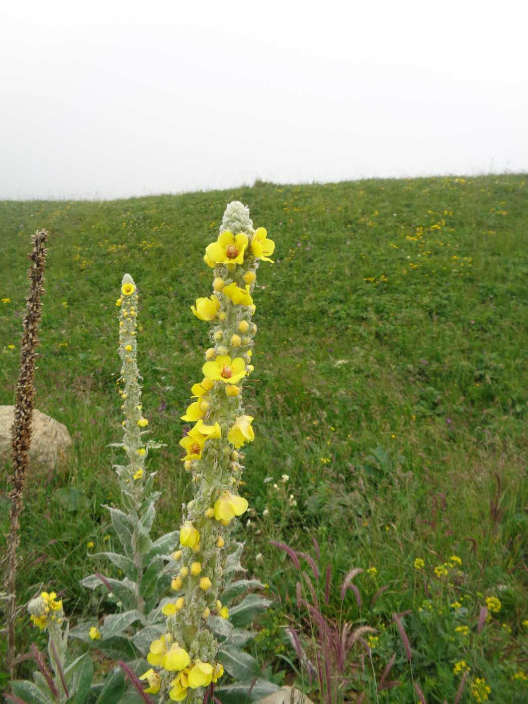 Изображение особи Verbascum georgicum.