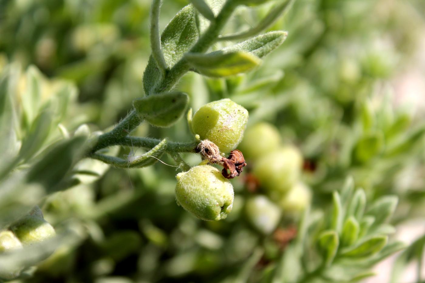 Image of Argusia sibirica specimen.