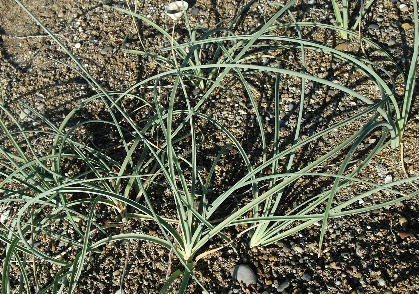 Image of Cyperus capitatus specimen.