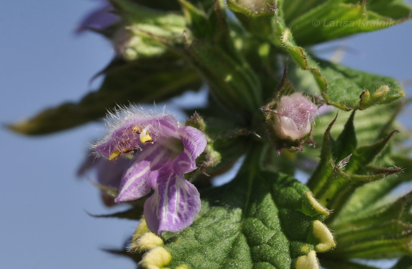 Ballota nigra - Image of an specimen - Plantarium