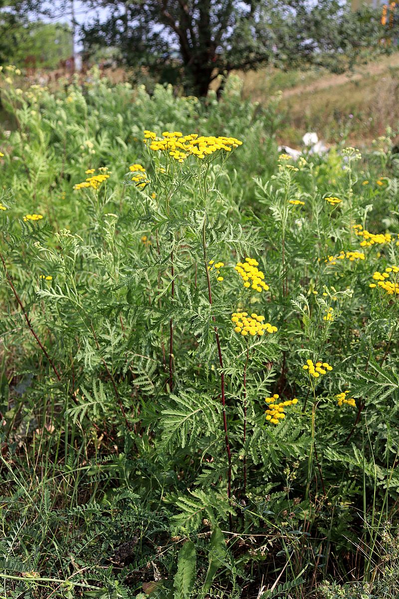 Image of Tanacetum vulgare specimen.