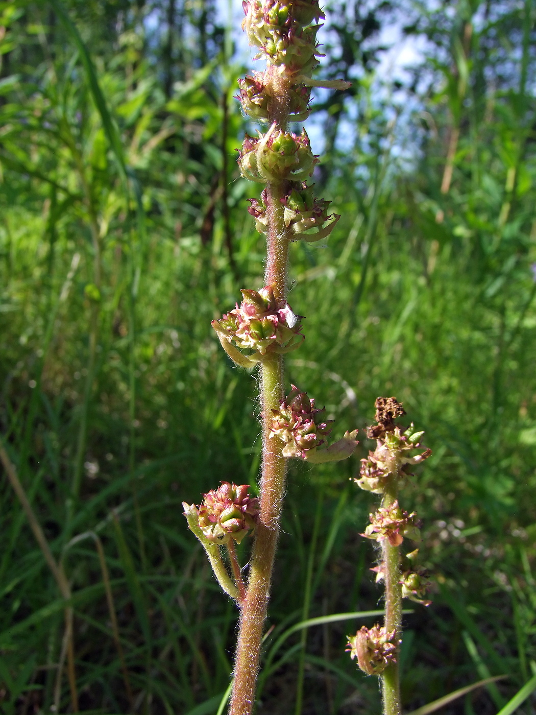 Image of Micranthes hieraciifolia specimen.