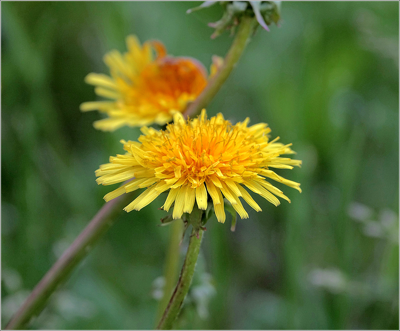 Image of Taraxacum officinale specimen.