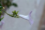 Pandorea jasminoides
