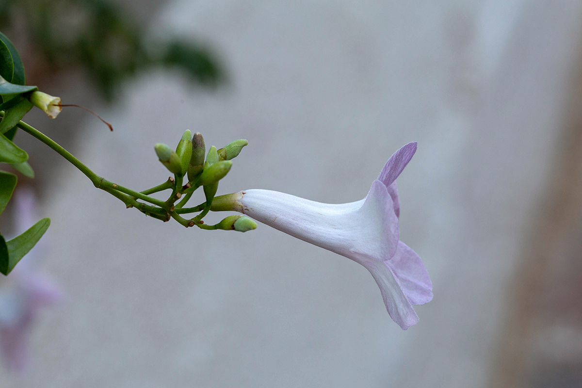 Image of Pandorea jasminoides specimen.