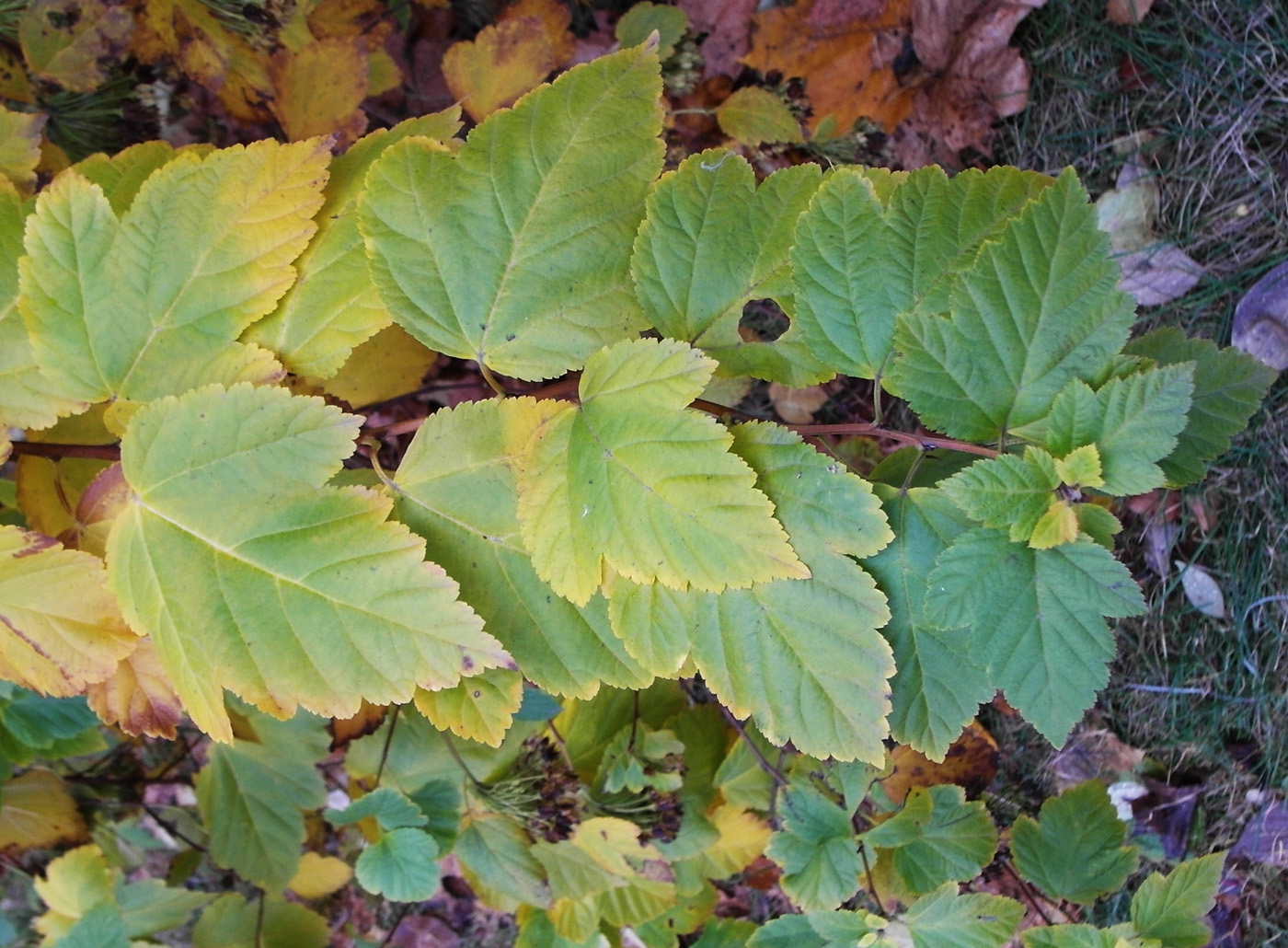 Image of Physocarpus opulifolius specimen.