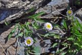 Erigeron eriocalyx