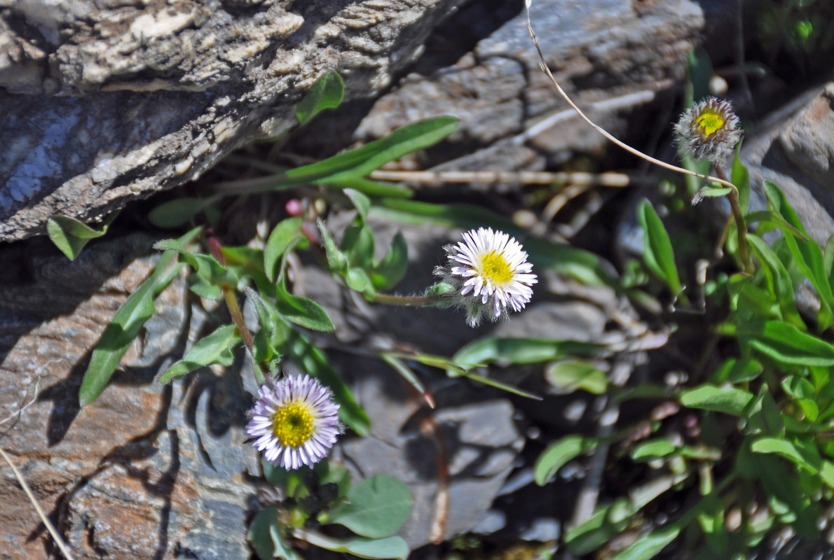 Изображение особи Erigeron eriocalyx.