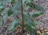 Euphorbia macroceras