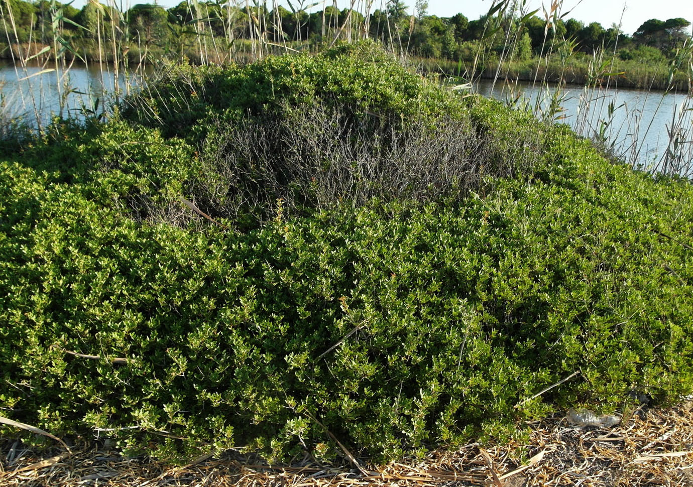 Image of Pistacia lentiscus specimen.