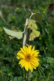 Helianthus annuus. Соцветие. Израиль, окр. Латруна, в поле. 25.02.2019.