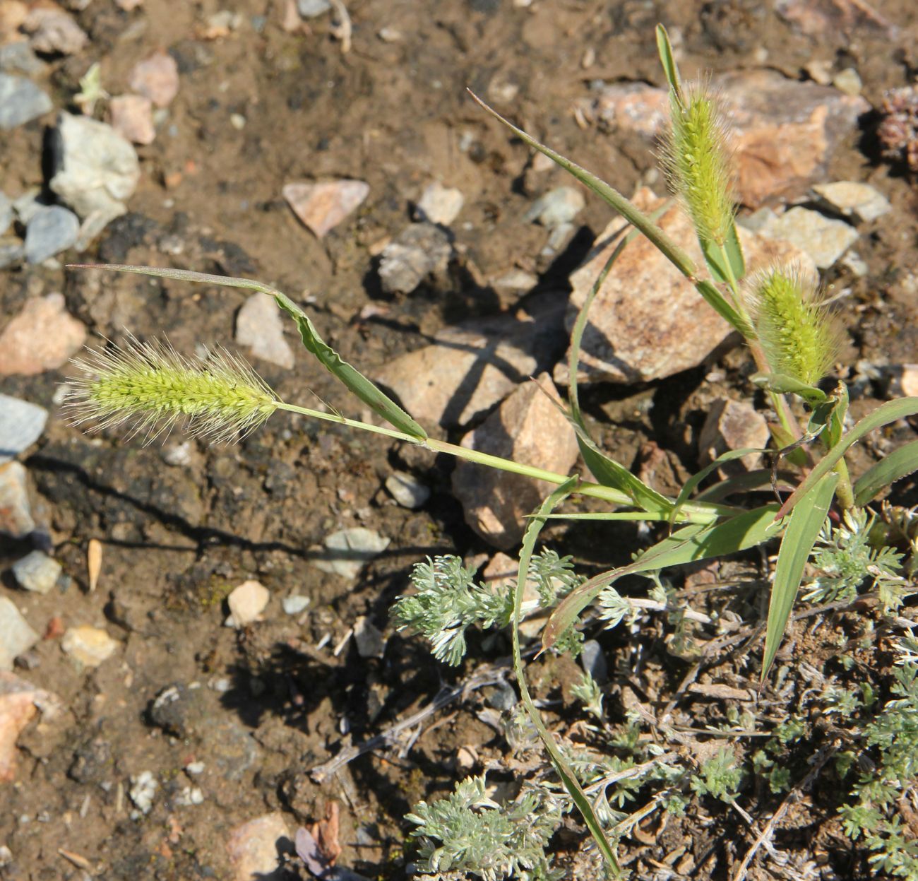 Image of genus Setaria specimen.